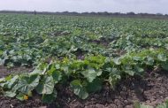 Pequeños productores agropecuarios de La Guajira recibirán beneficios para adquirir insumos