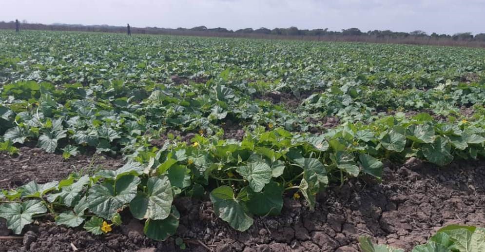 Pequeños productores agropecuarios de La Guajira recibirán beneficios para adquirir insumos