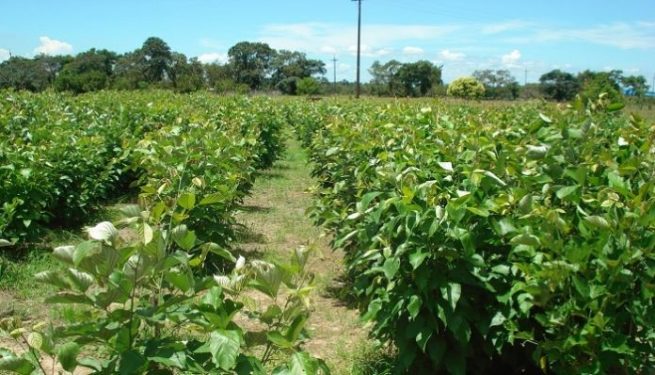 Pequeños productores, a inscribirse en Programa de apoyo a la Compra de Insumos Agropecuarios