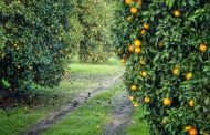 En consulta pública proyecto de resolución para el sector frutícola nacional