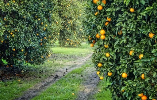 En consulta pública proyecto de resolución para el sector frutícola nacional