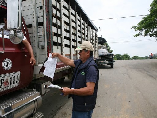 El ICA invita a los ganaderos a expedir sus guías de movilización animal vía web