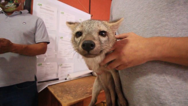 Zorro perro quedó en manos de Corpocesar