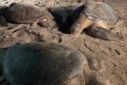 Liberadas nueve tortugas marinas después de haber sido decomisadas en Carrizal (La Guajira)