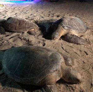 Liberadas nueve tortugas marinas después de haber sido decomisadas en Carrizal (La Guajira)