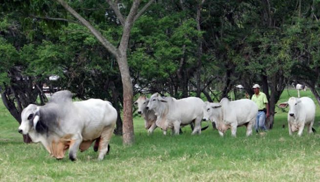 En su día, gobierno del Cesar les reitera su apoyo a los ganaderos de la región