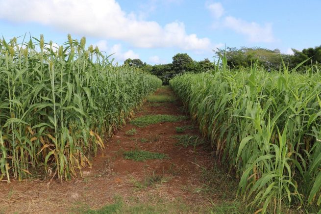 MinAgricultura reactivará 10 jornadas de negocio de Agricultura por Contrato