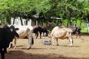 Autoridad sanitaria de Egipto habilitó nueve plantas para la exportación de carne colombiana
