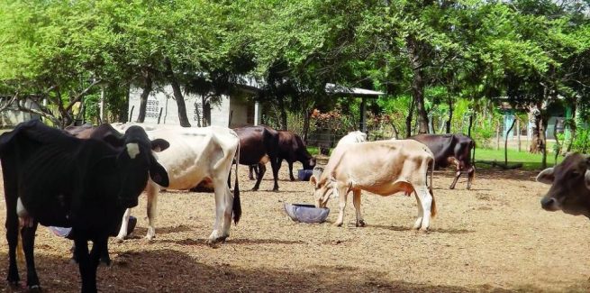 Autoridad sanitaria de Egipto habilitó nueve plantas para la exportación de carne colombiana