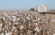 En marcha incentivos para el cultivo de algodón por cerca de $ 3.000 millones