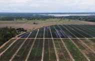 Desde La Gloria (Cesar) se enviará el primer embarque de 19.000 kilos de piña a Toronto, Canadá