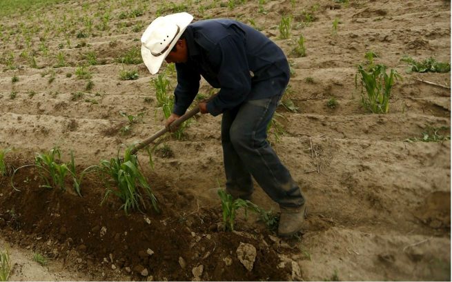 Pequeños productores a inscribirse y aprovechar el apoyo para compra de agroinsumos