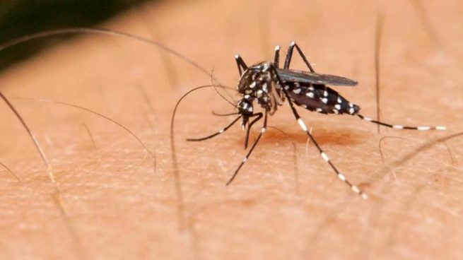 Procuraduría urgió por acciones inmediatas para frenar contagio y evitar muertes por dengue