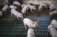 Curso de implementadores de buenas prácticas ganaderas en la producción porcícola