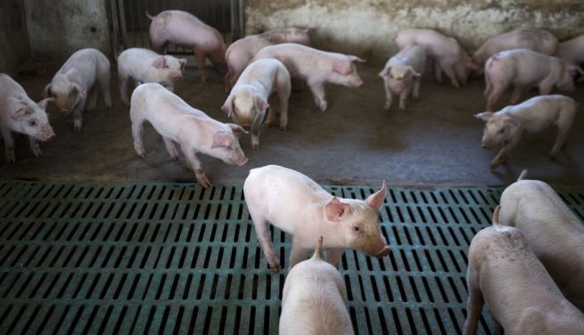 Curso de implementadores de buenas prácticas ganaderas en la producción porcícola