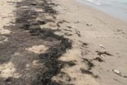 Corpoguajira evalúa posibles causas de mortandad de peces en costas de Manaure