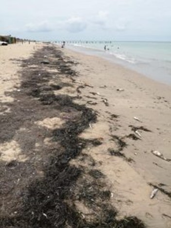 Corpoguajira evalúa posibles causas de mortandad de peces en costas de Manaure