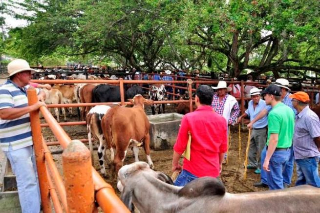 Se reactivan las ferias y concentraciones ganaderas en todo el país