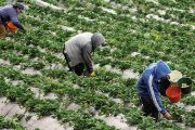 Ponen en marcha Línea Especial de Crédito ‘El Campo Avanza’
