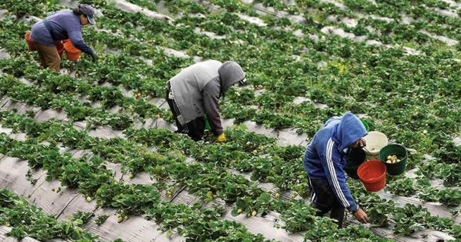 Ponen en marcha Línea Especial de Crédito ‘El Campo Avanza’