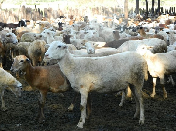 Agrosavia y Asoovinos fortalecen el mejoramiento genético de los ovinos