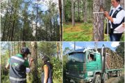 Garantizar el registro y movilización legal de madera, otra prioridad del ICA