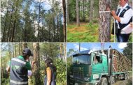 Garantizar el registro y movilización legal de madera, otra prioridad del ICA