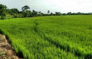 Programas de MinAgricultura serán cofinanciados con cerca de $ 95.000 millones por parte de la EU