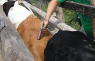 El 9 de noviembre iniciará el segundo ciclo de vacunación contra la fiebre aftosa y la brucelosis bovina