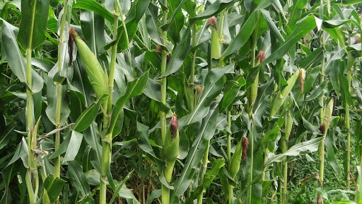 Comenzó entrega de semillas mejoradas para pequeños productores de maíz tradicional