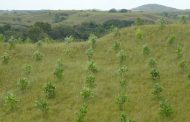 Cultivos forestales con fines comerciales en Riohacha, en el marco de la nueva norma ICA