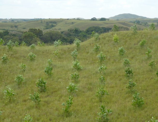 Cultivos forestales con fines comerciales en Riohacha, en el marco de la nueva norma ICA