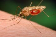 Colombia continúa su lucha contra la malaria