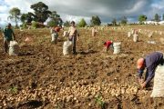 Gobierno apoyará a los productores que tengan empleados con un aporte para el pago de la prima