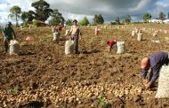 Gobierno apoyará a los productores que tengan empleados con un aporte para el pago de la prima