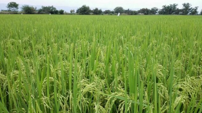 Llamado a arroceros para que los productores de arroz no superen las 520.000 hectáreas sembradas en 2021