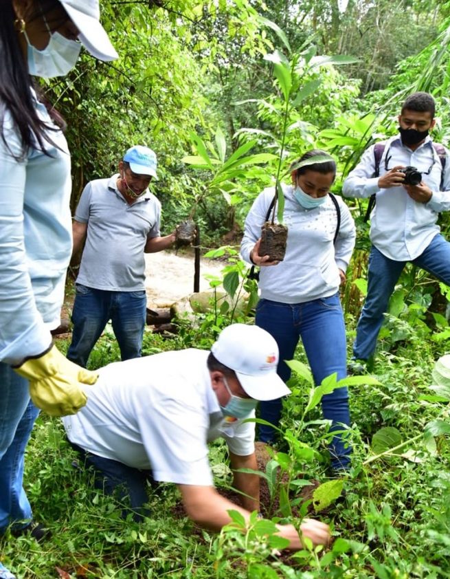 Comfacesar lidera campaña de reforestación en municipios del norte del Cesar