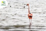 Corpoguajira monitorea ruta de flamencos rosados