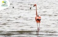Corpoguajira monitorea ruta de flamencos rosados