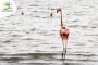 Corpoguajira monitorea ruta de flamencos rosados