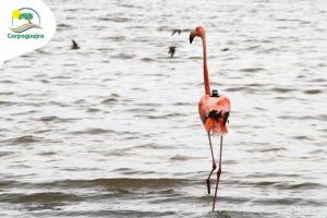 Corpoguajira monitorea ruta de flamencos rosados