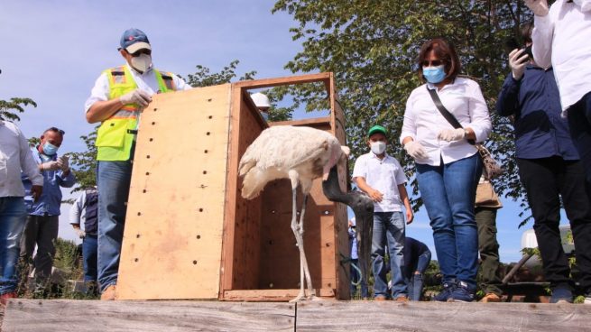 256 individuos fueron liberados en reserva natural de Drummond