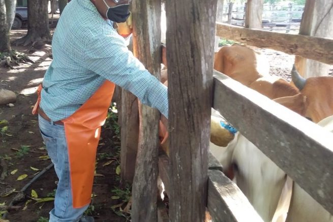 A segunda semana de ciclo contra aftosa se han vacunado 6 millones de bovinos