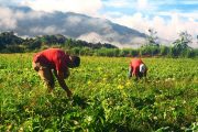 Piden celeridad al trámite del proyecto de ley para beneficio a pequeños y medianos productores del campo