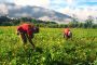 Piden celeridad al trámite del proyecto de ley para beneficio a pequeños y medianos productores del campo