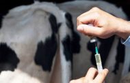 Uso de antibióticos en animales es una amenaza a la salud global, advierte ong sinergia animal