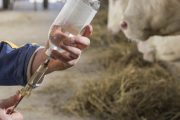El ICA hace llamado para que productores pecuarios hagan buen uso de antibióticos en los animales