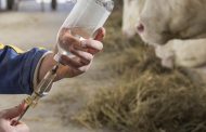 El ICA hace llamado para que productores pecuarios hagan buen uso de antibióticos en los animales