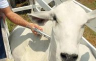 Campaña antiaftosa ha vacunado el 34,5 % del hato bovino nacional