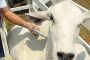 Campaña antiaftosa ha vacunado el 34,5 % del hato bovino nacional